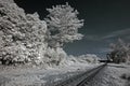 Infrared photo Ã¢â¬â tree and railway track